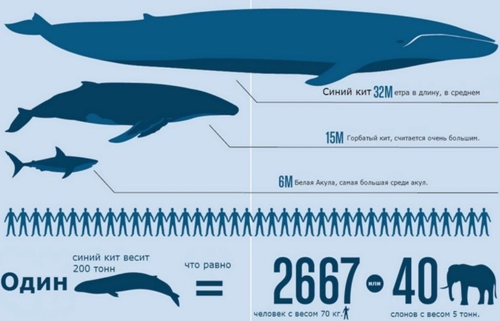 синий кит параметры