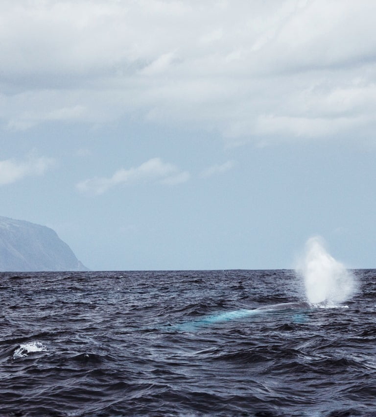 синий кит португалия